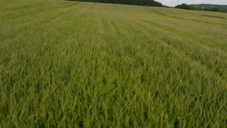 growing crops during sunset with wheat grass field near countryside