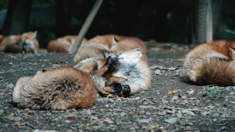 a sleepy fox scratching head while resting on the ground with other foxes at zao fox village in miyagi, japan