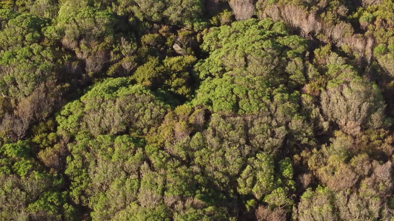aéreo de arriba hacia abajo hacia adelante sobre el bosque verde en un día soleado