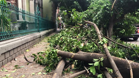 large trees cut down in public on a mexico city street