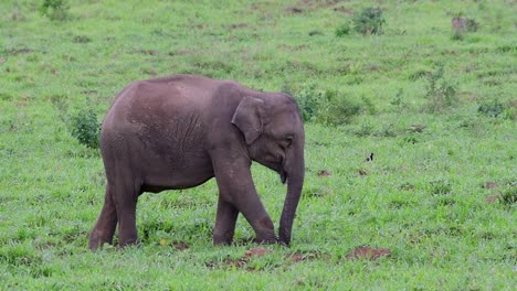 Los-Elefantes-Asiáticos-Son-Especies-En-Peligro-De-Extinción-Y-También-Son-Residentes-De-Tailandia