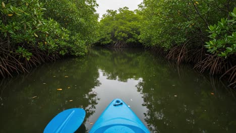 exploring the tranquil beauty of a mangrove forest: a serene kayaking journey through lush greenery and still waters