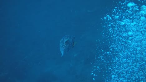 Closeup-of-a-puffer-fish,-swimming-in-the-ocean,-under-water-shot,-besides-a-bunch-of-bubbles-coming-up-the-water,-copy-space