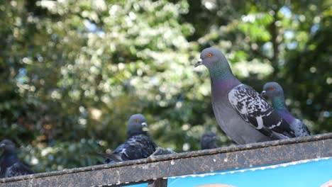 pigeons on a rooftop