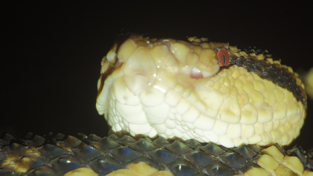 Scary Bushmaster viper coiled up hunting with head on body at night - close up