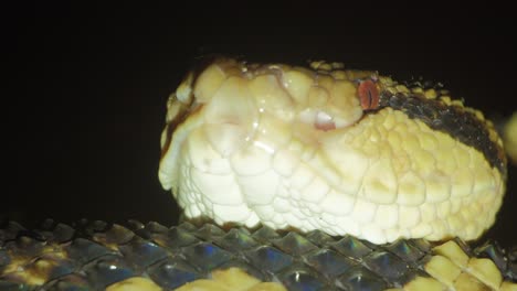 scary bushmaster viper coiled up hunting with head on body at night - close up