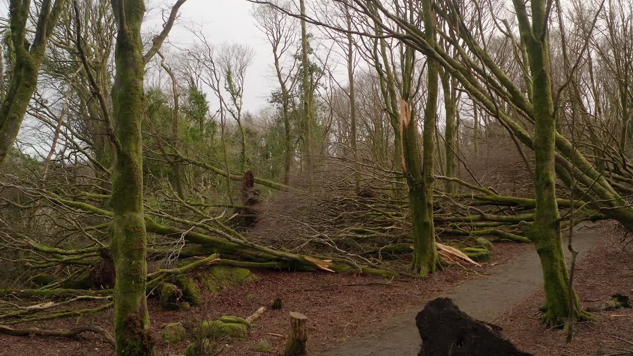 Woodland path blocked by uprooted trees and storm debris after high winds, Barna Woods, Galway Ireland, aerial descend to forest floor