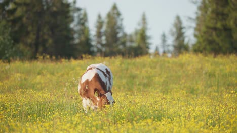 Cow-Grazing-Grass-In-Scenic-Pasture---wide