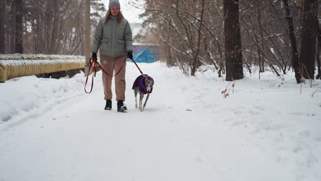 woman walking whippet dog in purple coat on snowy road through winter forest, holding red leash while dressed warmly in jacket, hat, and gloves, surrounded by snow-covered trees and frozen ground