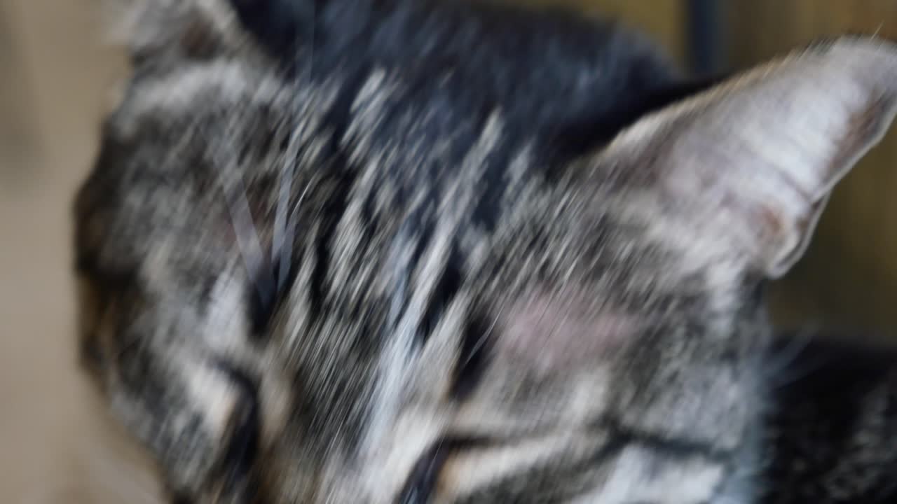 잠자는 타비 고양이