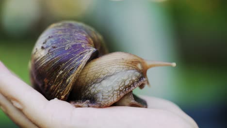 snail achatina crawls in the palm of a girl. domestic shellfish with healing mucus.
