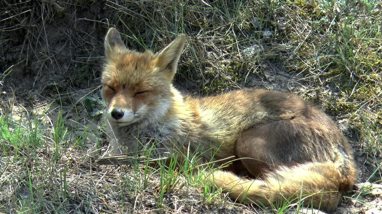 un zorro rojo yace en las dunas y mira a su alrededor