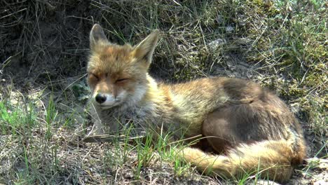 a red fox lies in the dunes and looks around