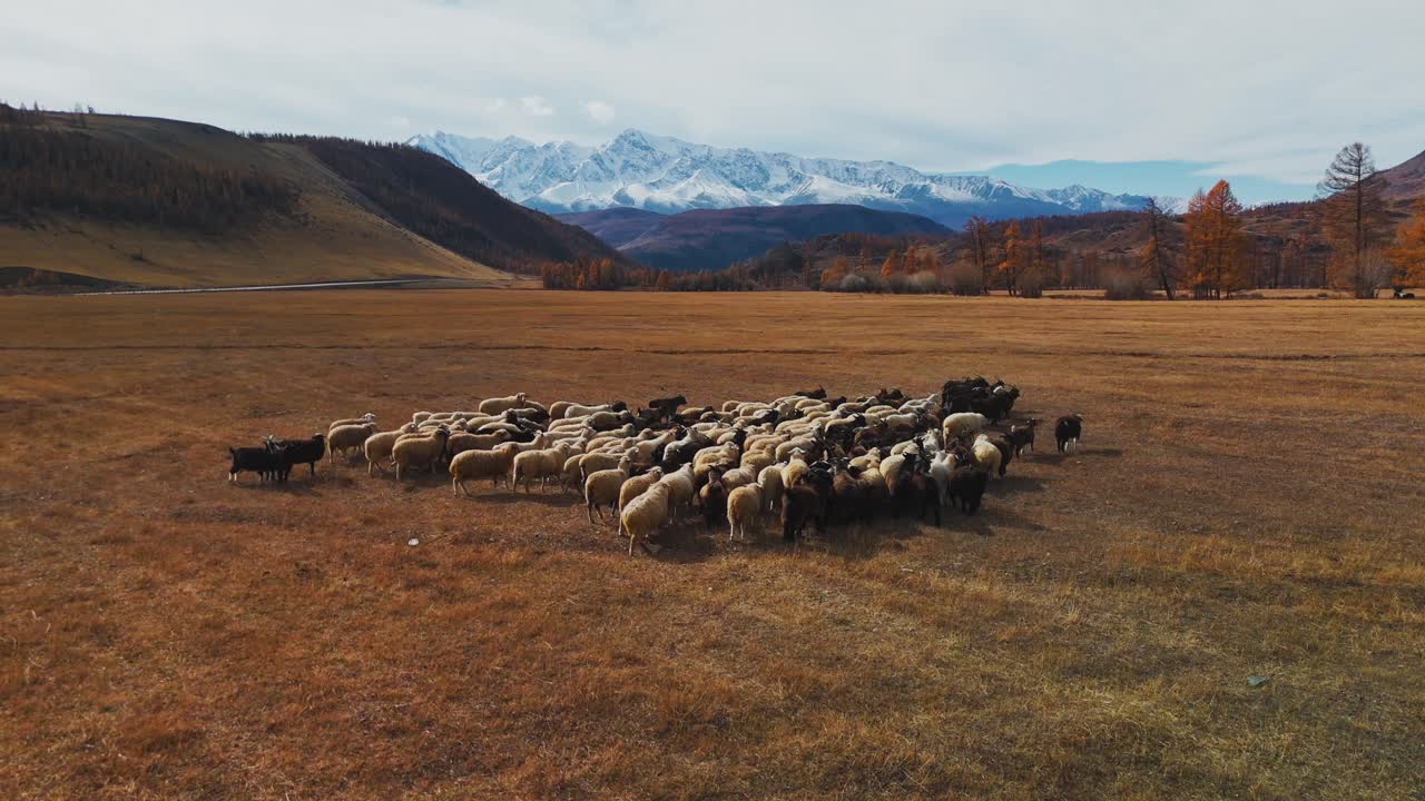Sheep Flock in Autumnal Mountain Meadow