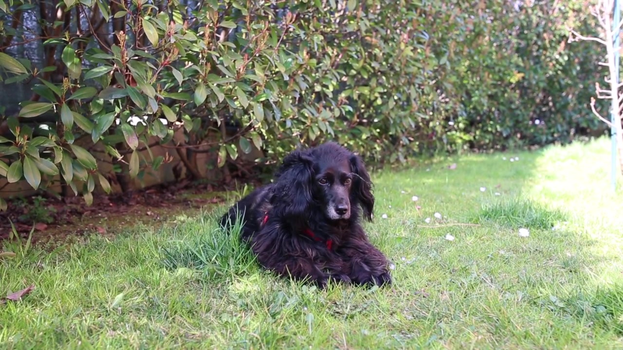 Cão preto deitado na grama e olhando ao redor. O vento a mover a grama e os pelos pretos longos.