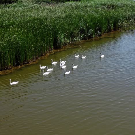 group of white swans. beautiful young swans swimming on the river in summer. birds floating on water. view from above.