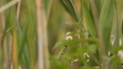 American-Goldfinch-Bird-Perches-on-Thistles-in-Meadow-Grassland-Feeds-on-Seeds---Telephoto-Shot