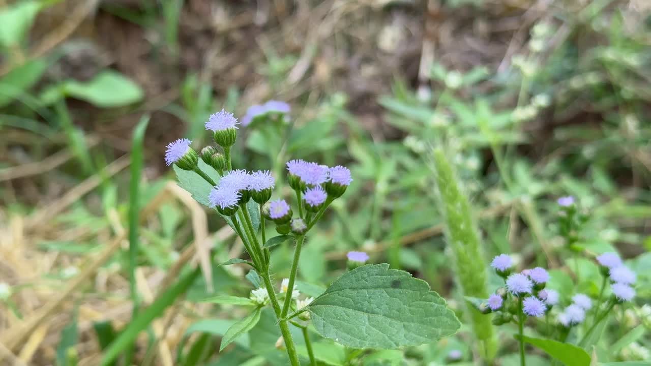 Close up of Billy Goat weed or Chickweed flower also known as Ageratum conyzoides is native to Tropical America, especially Brazil, and is an invasive weed in many other regions.