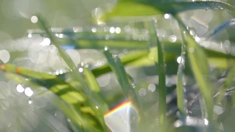 close up of backlit grass with raindrops on sunny day, bokeh, slow motion