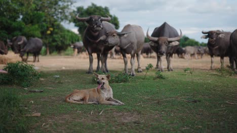 dog and water buffaloes in a rural field