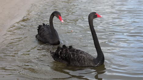 two black swans swimming together in a pond