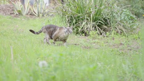 Schöne-Graue-Gestreifte-Streifenkatze,-Die-Jagt,-Zeitlupe-4k