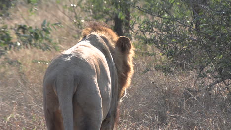 León-Joven-Alejándose-De-La-Cámara-Hacia-El-Desierto-Africano