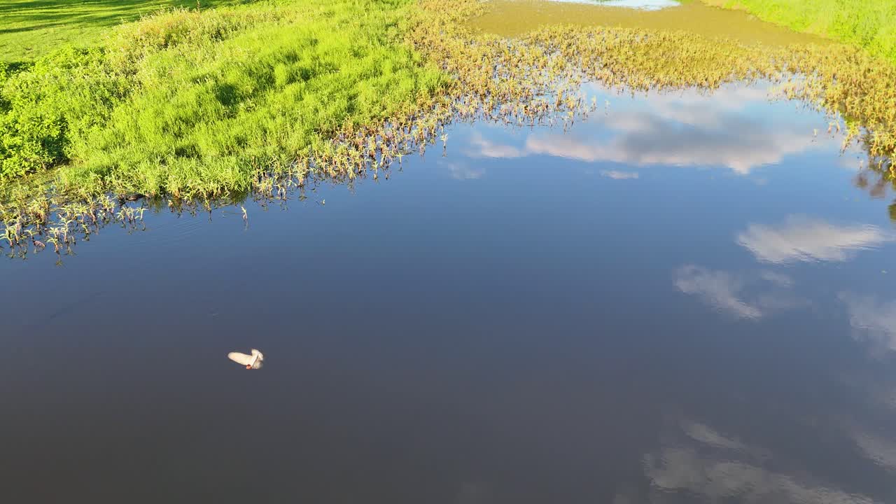 Aerial view of pond, reeds, and wildlife