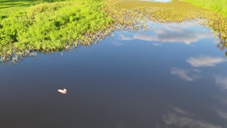 aerial view of pond, reeds, and wildlife