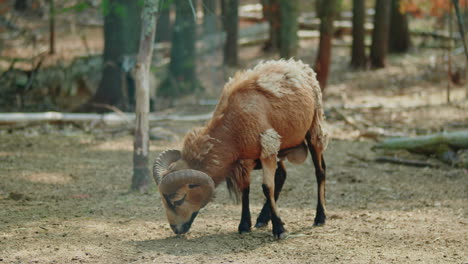 close up of a shedding cameroon sheep ram grazing on the land