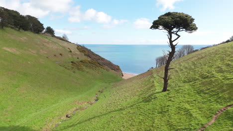 Drone-dolly-shot-down-lush-vale-past-single-striking-tree-toward-beach-on-coast