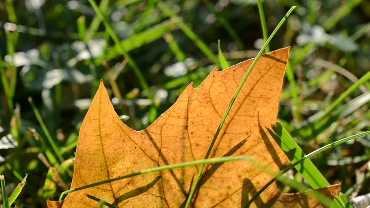 Autumn leaf on green grass, macro closeup