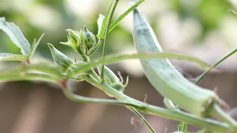 Closeup-of-a-Lady-finger-plant-in-a-farm