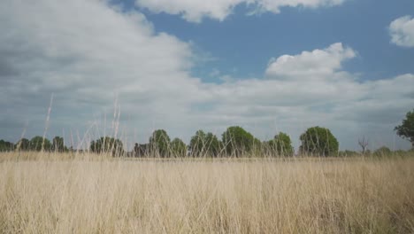 sunny meadow landscape