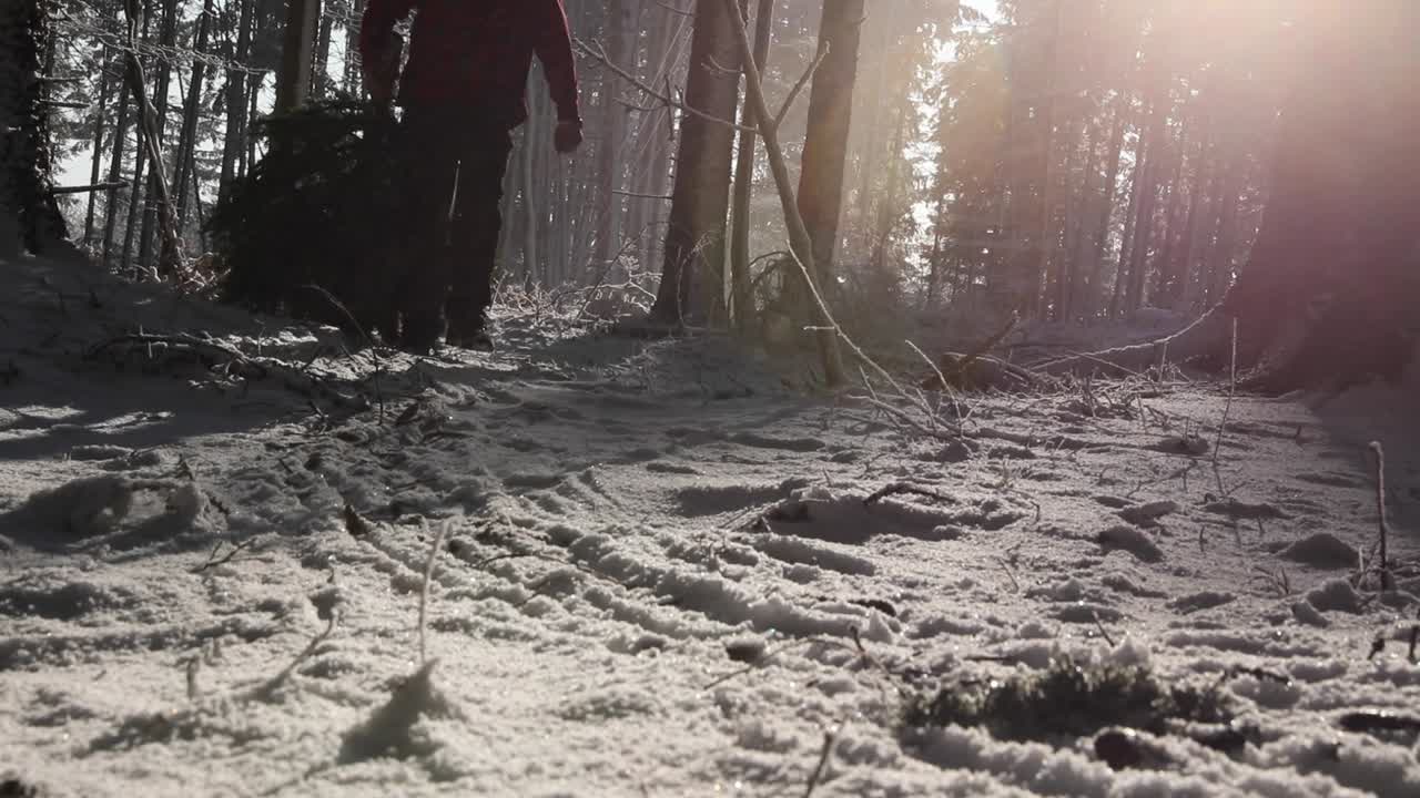 Silhouette of a man pulling Christmas tree out of snowy forest.