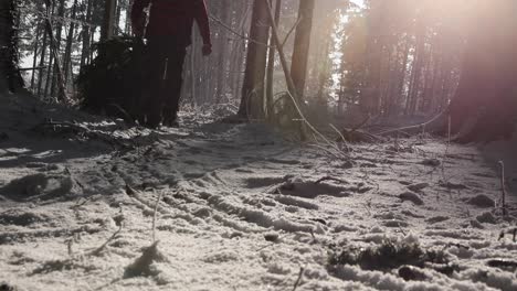 silhouette of a man pulling christmas tree out of snowy forest.