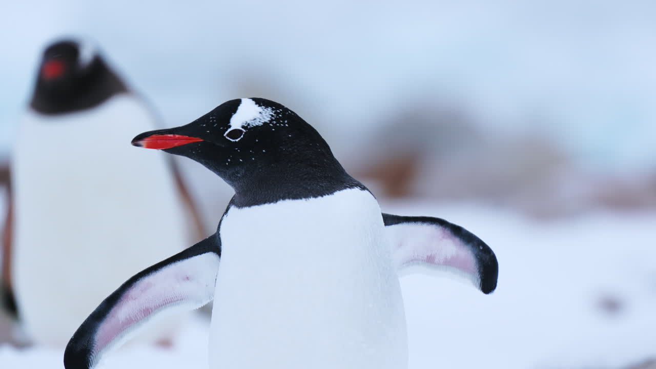 los pingüinos gentoo en la península antártica tienen un pico rojo-naranja brillante y manchas blancas en los ojos.