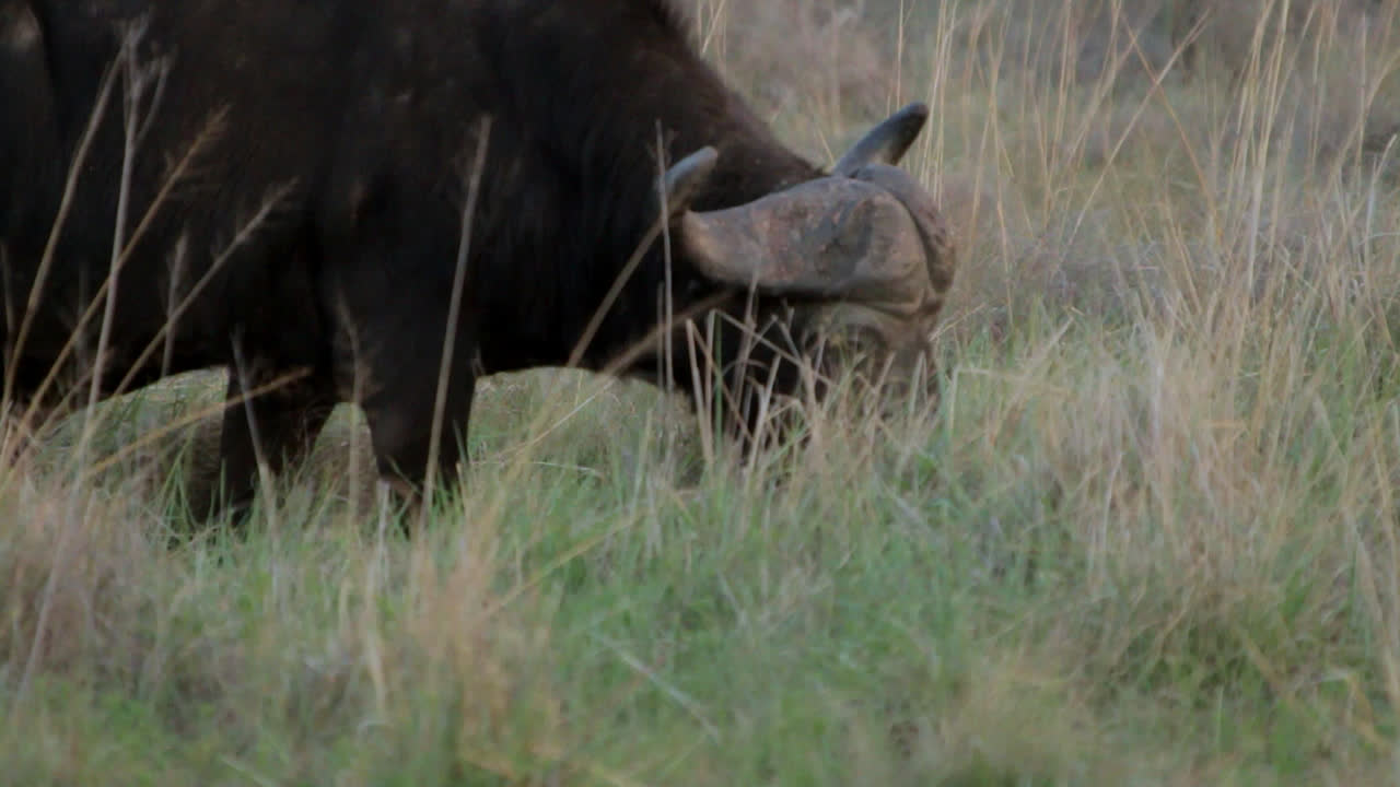 African buffalo grazing in the grass in the afternoon heat in South Africa.