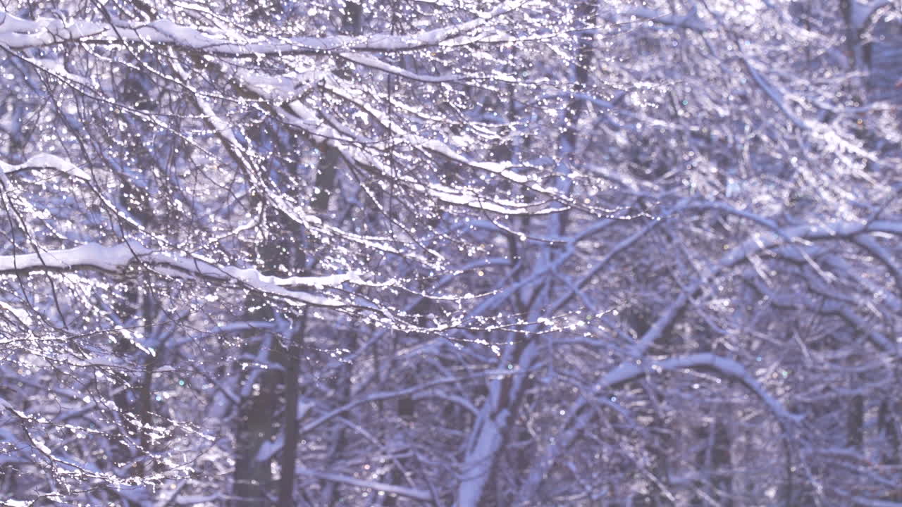 Macro shot of ice crystals and fresh snow glistening on tree branches during a bright winter day. Perfect for seasonal backgrounds and nature documentaries