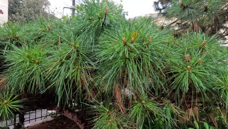 pine branches sway gently in an urban setting.