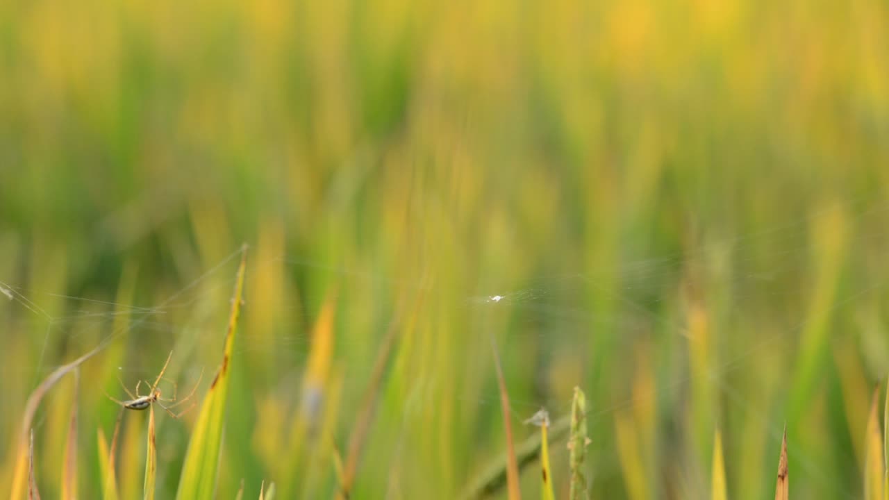 araña ocupada en la construcción de la web en el campo de arroz