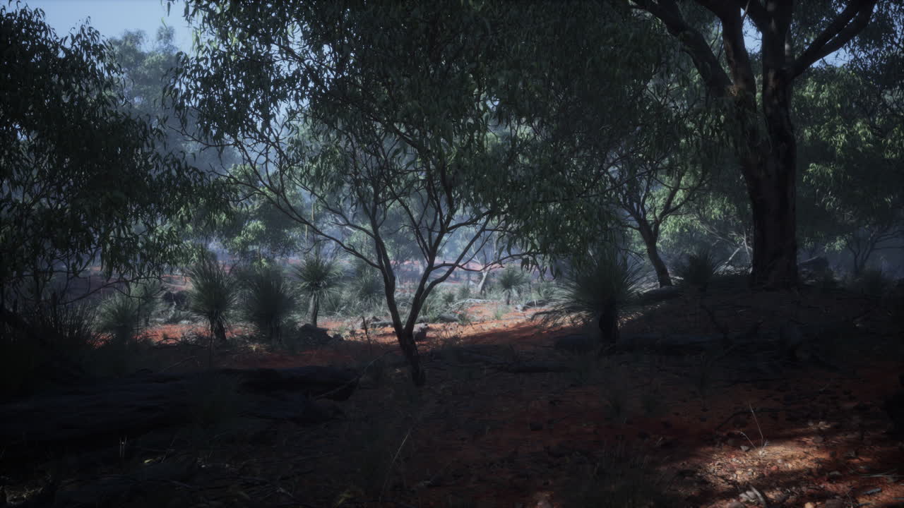 puesta de sol en el bosque australiano