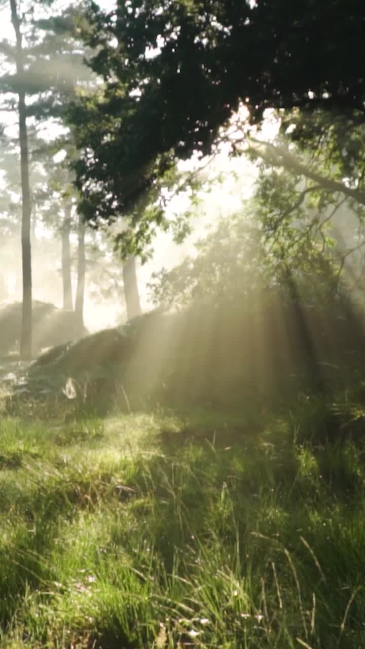 안개 숲의 해가 뜨는 것