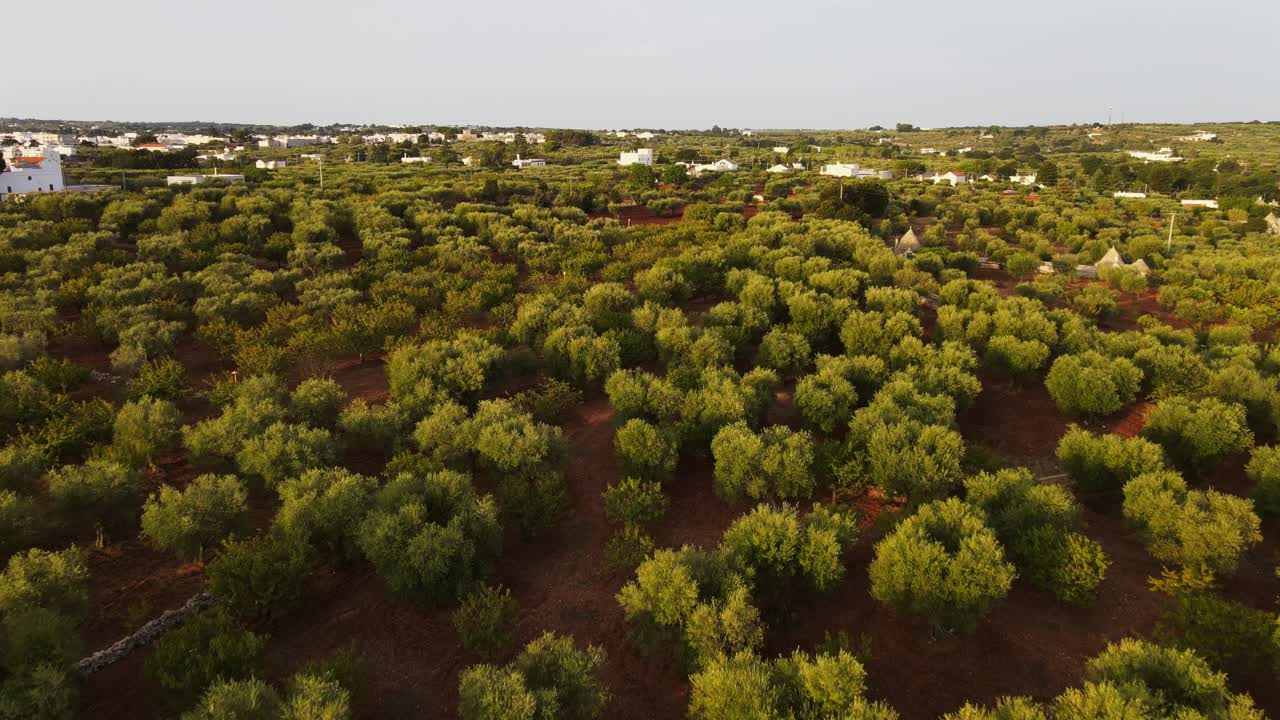 vista aérea de un pueblo rural con edificios blancos, rodeado de olivos, en el campo italiano, al anochecer