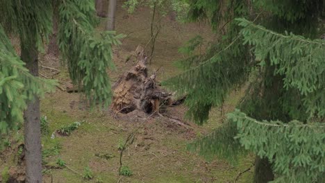 roots of fallen tree sticking out from ground near spruces in coniferous forest