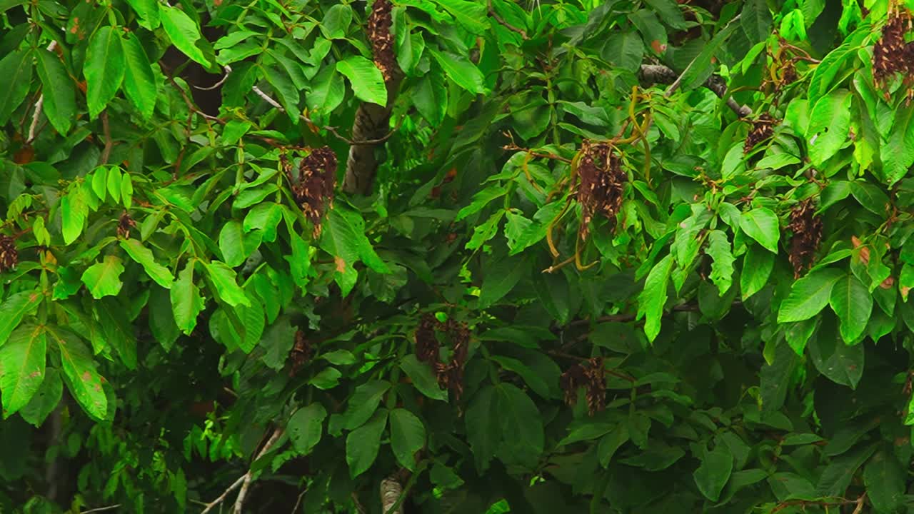 Trees passing while on an Amazon boat tour in Tambopata, Madre de Dios Region, Peru