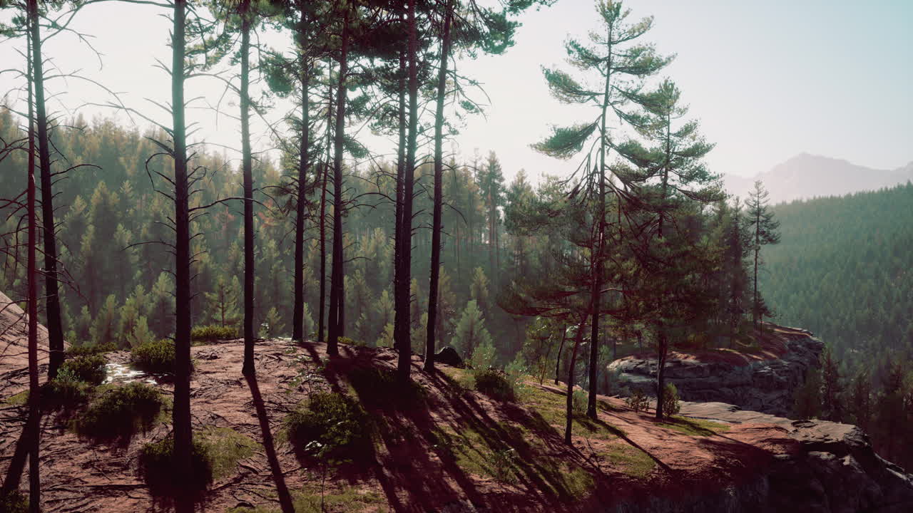 산 속 의 아름다운 상록색 숲