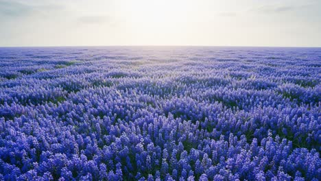 warm sunlight enveloping endless purple flower fields, revealing vibrant landscape with serene tranquility stretching toward distant horizon under golden morning light