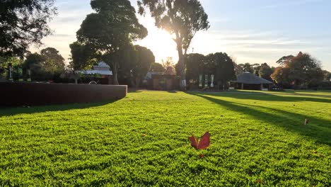 sunset view of green lawn and trees