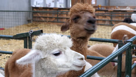 Close-up-of-brown-and-white-Alpacas-in-corral